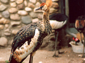 Смотреть фото Венценосный журавль Фото Венценосный журавль