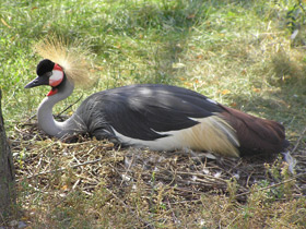 Смотреть фото Венценосный журавль Фото Венценосный журавль