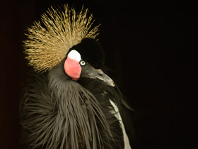 Смотреть фото Венценосный журавль Фото Венценосный журавль