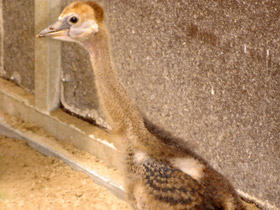 Смотреть фото Венценосные журавли: коронованные природой Фото Венценосные журавли: коронованные природой