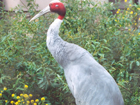 Смотреть фото Индийский журавль Фото Индийский журавль