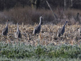Фото Канадский журавль