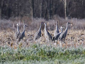 Фото Канадский журавль