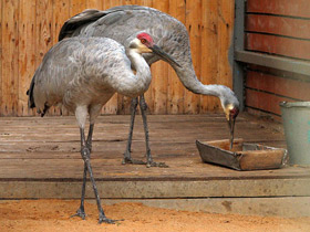 Фото Канадский журавль