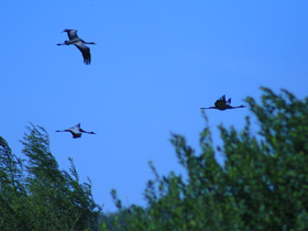 Смотреть фото Серый журавль Фото Серый журавль