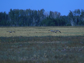 Смотреть фото Серый журавль Фото Серый журавль