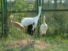 Смотреть фото Стерх Фото Стерх