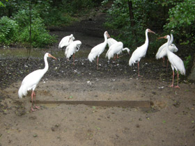 Смотреть фото Стерх Фото Стерх