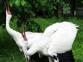 Смотреть фото Стерх Фото Стерх