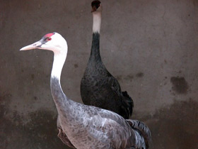 Смотреть фото Черный журавль Фото Черный журавль