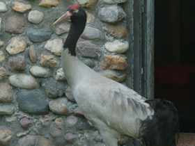 Фото Черношейный журавль