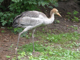 Фото Черношейный журавль