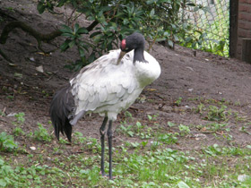 Фото Черношейный журавль