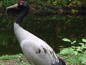 Фото Черношейный журавль