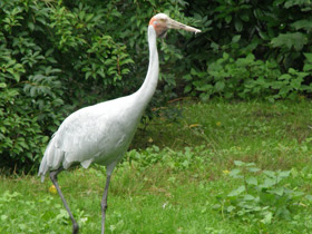 Смотреть фото Австралийский журавль Фото Австралийский журавль