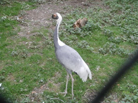 Фото Даурский журавль