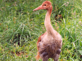 Фото Даурский журавль