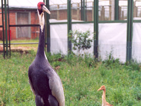 Фото Даурский журавль