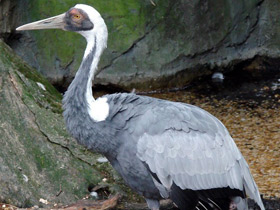 Даурский журавль Даурский журавль