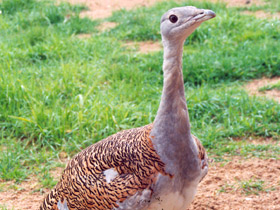 Смотреть фото Дрофа Фото Дрофа