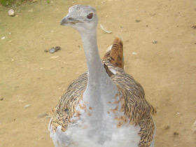 Смотреть фото Дрофа Фото Дрофа