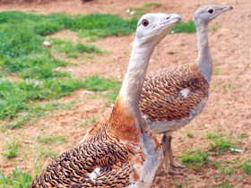 Смотреть фото Дрофа Фото Дрофа