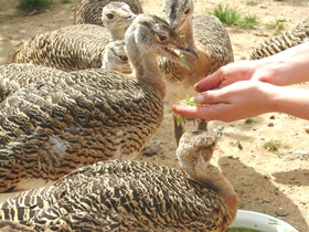 Смотреть фото Дрофа Фото Дрофа