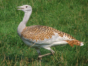 Смотреть фото Дрофа Фото Дрофа