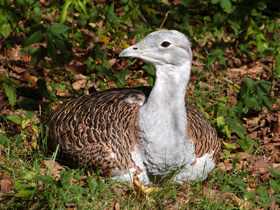 Смотреть фото Дрофа Фото Дрофа