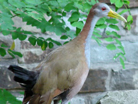 Гигантский лесной пастушок Гигантский лесной пастушок