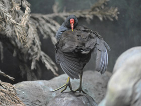 Камышница Камышница