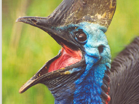 Шлемоносный казуар