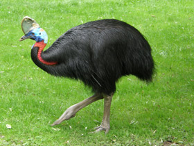 Смотреть фото Самые необычные и удивительные животные Фото Самые необычные и удивительные животные