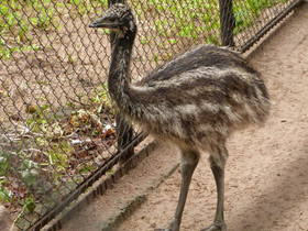 Смотреть фото Эму Фото Эму