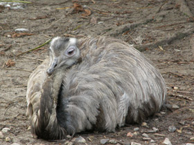 Обыкновенный нанду Обыкновенный нанду