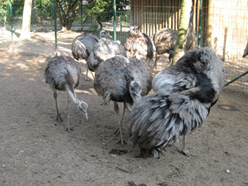 Смотреть фото Обыкновенный нанду Фото Обыкновенный нанду