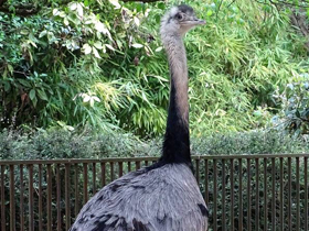 Фото Массовые нашествия животных