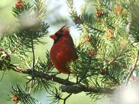 Смотреть фото Красный кардинал Фото Красный кардинал