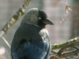 Смотреть фото Галка Фото Галка