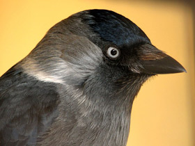 Смотреть фото Галка Фото Галка