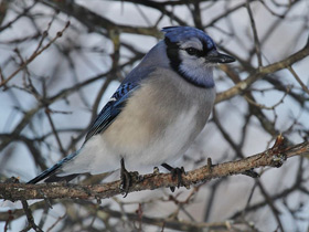 Голубая сойка Голубая сойка