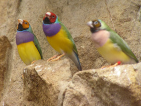 Смотреть фото Амадина Гульда Фото Амадина Гульда