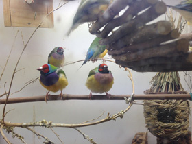 Смотреть фото Амадина Гульда Фото Амадина Гульда