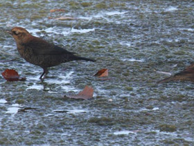 Смотреть фото Ржавчатый трупиал Фото Ржавчатый трупиал
