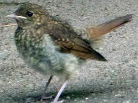 Смотреть фото Обыкновенный соловей Фото Обыкновенный соловей