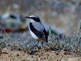 Фото Формы и краски в мире животных