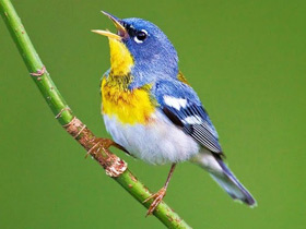 Белоглазая парула Белоглазая парула