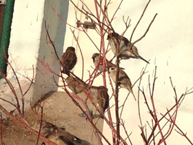 Фото Городской, или домовый воробей