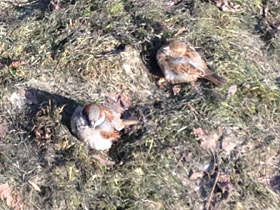 Фото Городской, или домовый воробей
