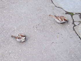Фото Городской, или домовый воробей